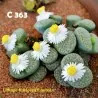 Sementes de Lithops "Pedras Vivas" Mix