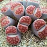 Sementes de Lithops "Pedras Vivas" Mix