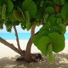 Price: €7.95 - Semi di Uva di mare (Coccoloba uvifera) - 