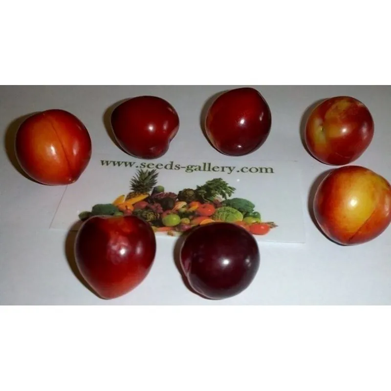 Semillas de Mirobolano (Prunus cerasifera)