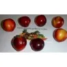 Semillas de Mirobolano (Prunus cerasifera)