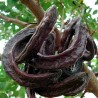 Price: €2 - Semillas de El Algarrobo (Ceratonia siliqua) - 