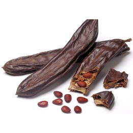 Carob - St Johns-bread seeds (Ceratonia siliqua) - 234.57915