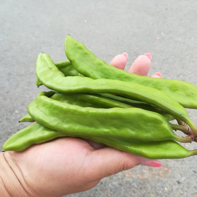 Price: €2 - Semillas de El Algarrobo (Ceratonia siliqua) - 