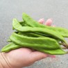 Price: €2 - Semillas de El Algarrobo (Ceratonia siliqua) - 