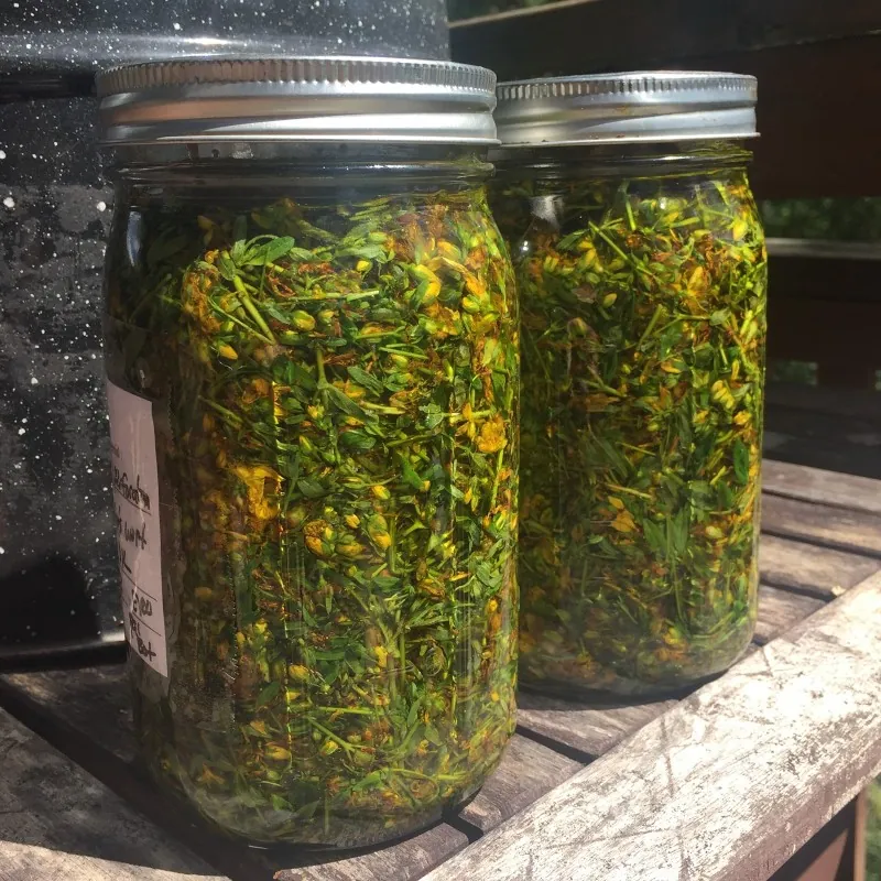Echte Johanniskraut Samen (Hypericum perforatum)
