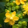 Semillas de hipérico, hipericón (Hypericum perforatum)