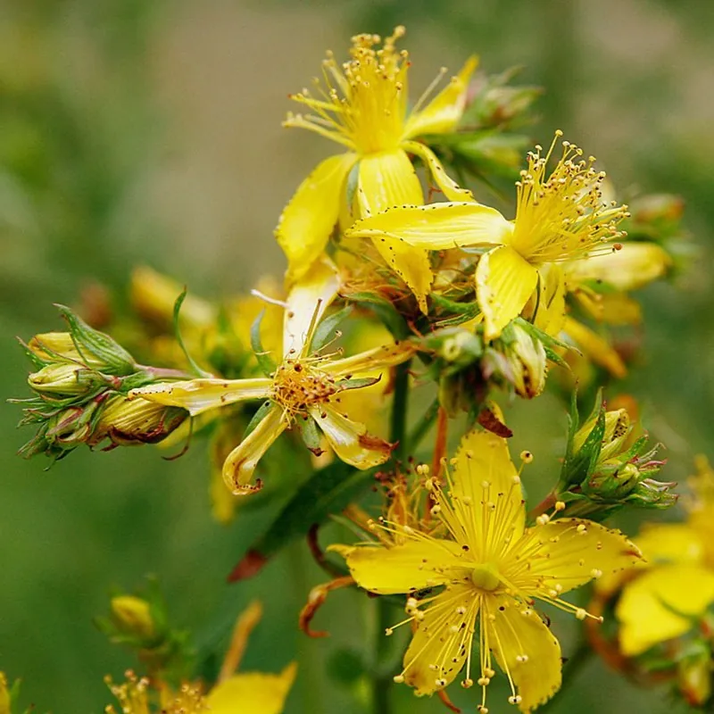 Semillas de hipérico, hipericón (Hypericum perforatum)