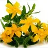 Echte Johanniskraut Samen (Hypericum perforatum)