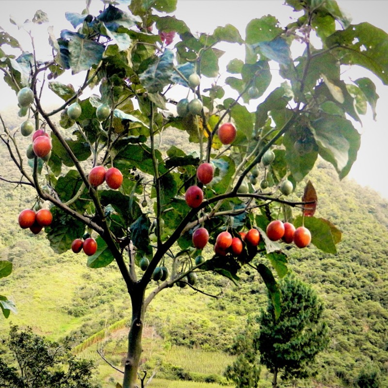 Price: €1.5 - Graines Tamarillo, Tomates en Arbre - 