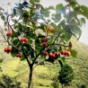 Price: €1.5 - Graines Tamarillo, Tomates en Arbre - 