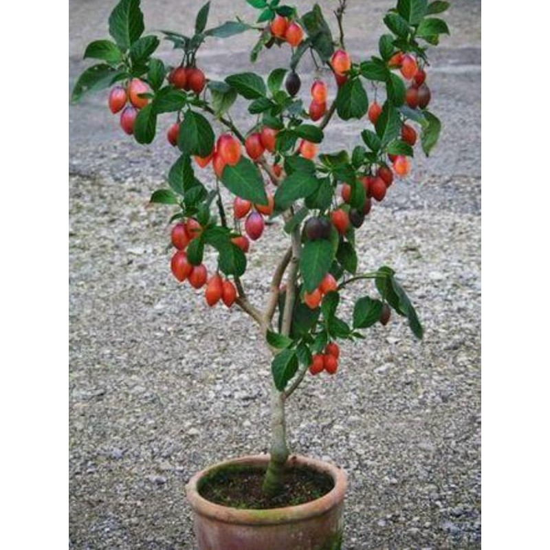 Price: €1.5 - Tamarillo Seme (Cyphomandra Betacea) - 