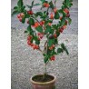 Price: €1.5 - Graines Tamarillo, Tomates en Arbre - 