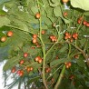 Price: €1.5 - Graines Tamarillo, Tomates en Arbre - 
