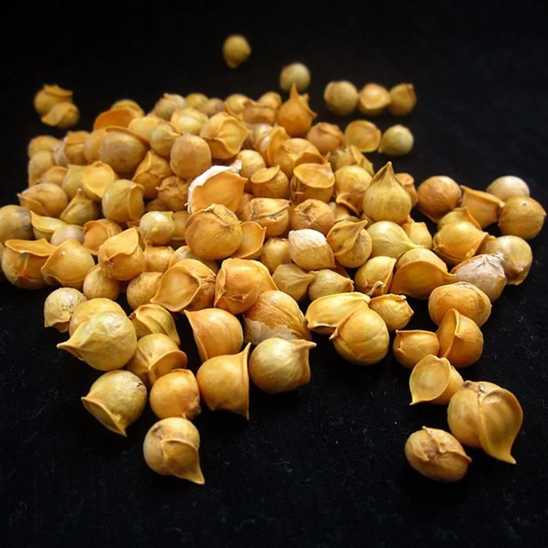 Kashmiri Garlic Seeds (Allium schoenoprasum)