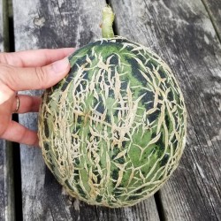 Price: €2.1 - Semillas de Melón Casca de Carvalho - 