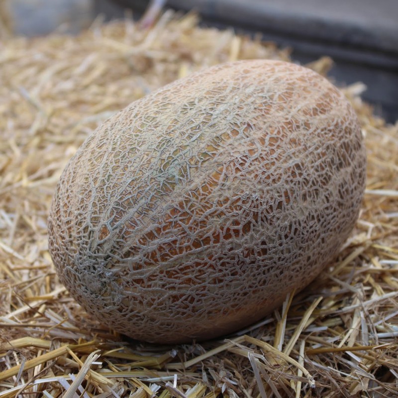 Price: €2.1 - Semillas de Melón Casca de Carvalho - 