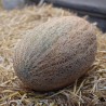 Price: €2.1 - Semi di melone Casca de Carvalho - 