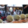 Price: €2.1 - Semillas de Melón Casca de Carvalho - 