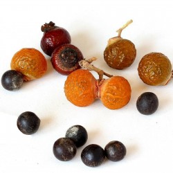 Price: €2.5 - Seifenbeere Seifenbaum Samen - 