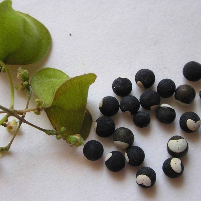 Price: €1.55 - Semillas Bombitas, farolillos de enredadera (Cardiospermum halicacabum) - 