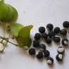 Price: €1.55 - Semillas Bombitas, farolillos de enredadera (Cardiospermum halicacabum) - 