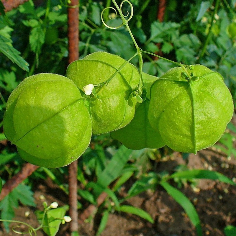 Price: €1.55 - Semillas Bombitas, farolillos de enredadera (Cardiospermum halicacabum) - 