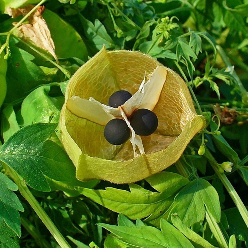 Price: €1.55 - Semillas Bombitas, farolillos de enredadera (Cardiospermum halicacabum) - 