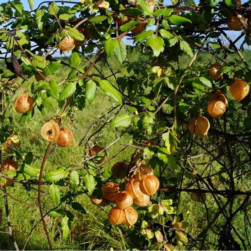Price: €1.55 - Semi di Amore in un soffio (Cardiospermum halicacabum) - 
