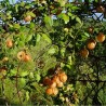 Price: €1.55 - Semillas Bombitas, farolillos de enredadera (Cardiospermum halicacabum) - 