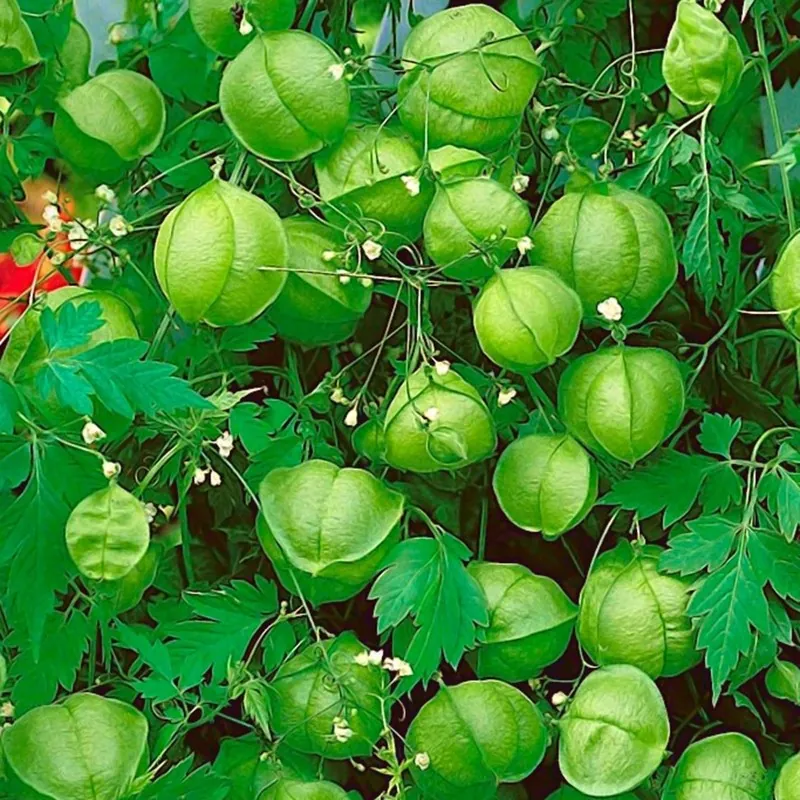 Balloon Plant Seeds (Cardiospermum halicacabum)