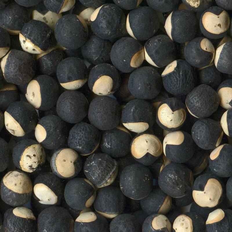Nasiona Winorośl balonowa (Cardiospermum halicacabum)