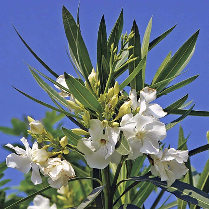 Nasiona biały Oleander (Nerium oleander) - 1.755