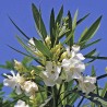 Semi di oleandro bianco (Nerium oleander)