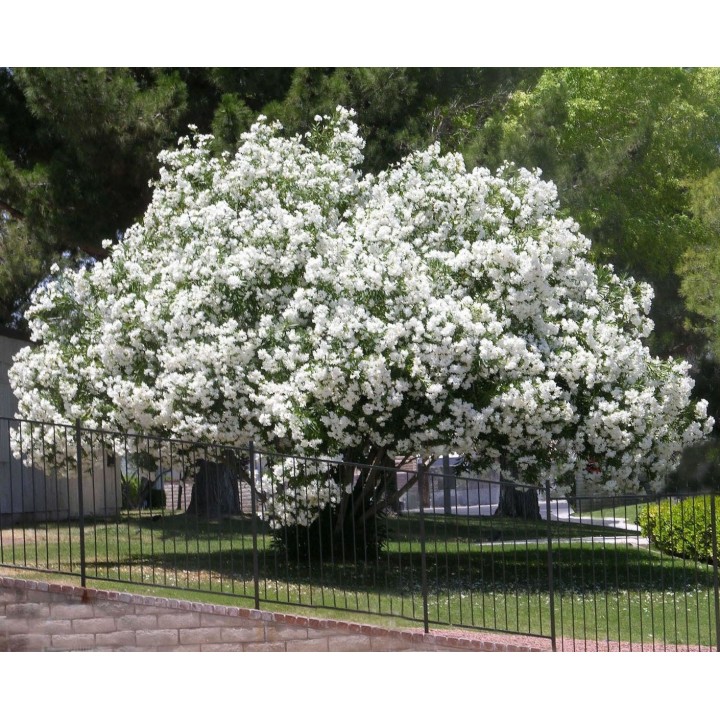 Nasiona biały Oleander (Nerium oleander) - 1.755