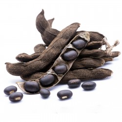 Bársony Babmag (Mucuna...