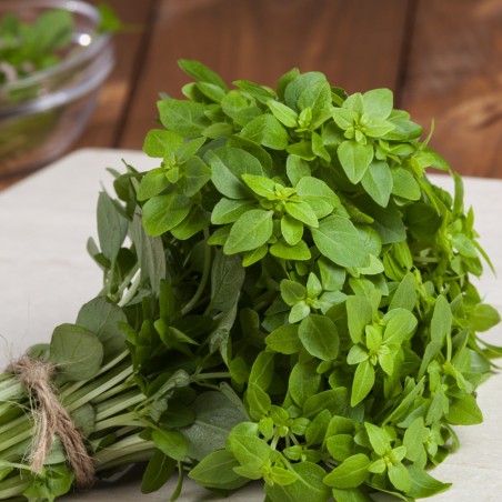 Price: €1.95 - Graines de Basilic Grec (Ocimum basilicum) -