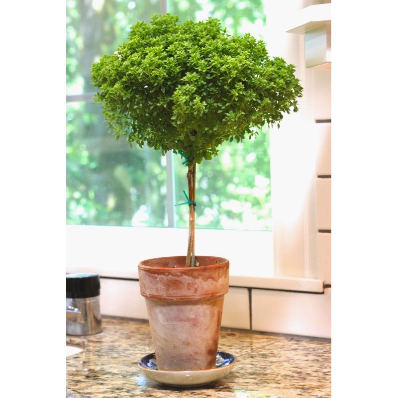 Griechisches Basilikum Samen (Ocimum basilicum)