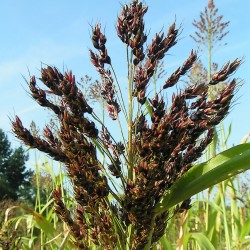 Price: €1.55 - Semillas de Sorgo o Zahína (Sorghum bicolor) - 
