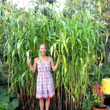 Semi di Sorgo (Sorghum vulgare)