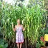 Semillas de Sorgo o Zahína (Sorghum bicolor)