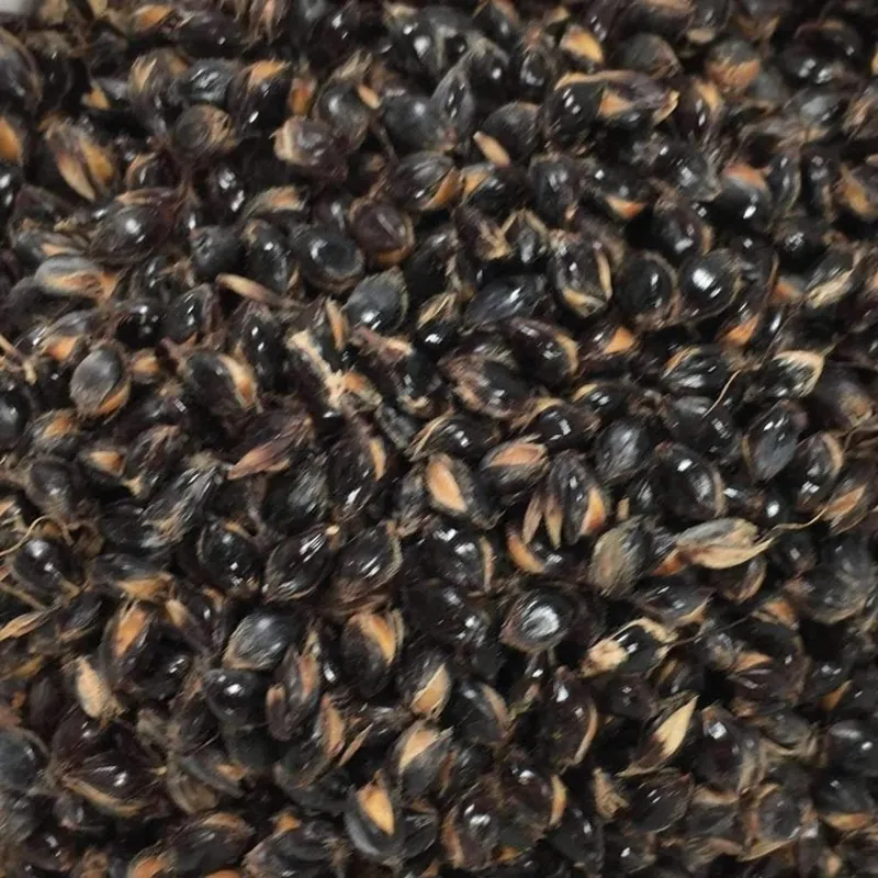 Mohrenhirse Samen (Sorghum bicolor)