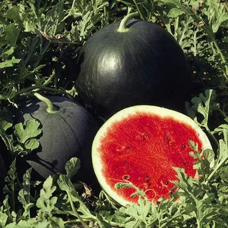 Frön Svart vattenmelon