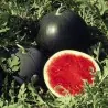 Frön Svart vattenmelon