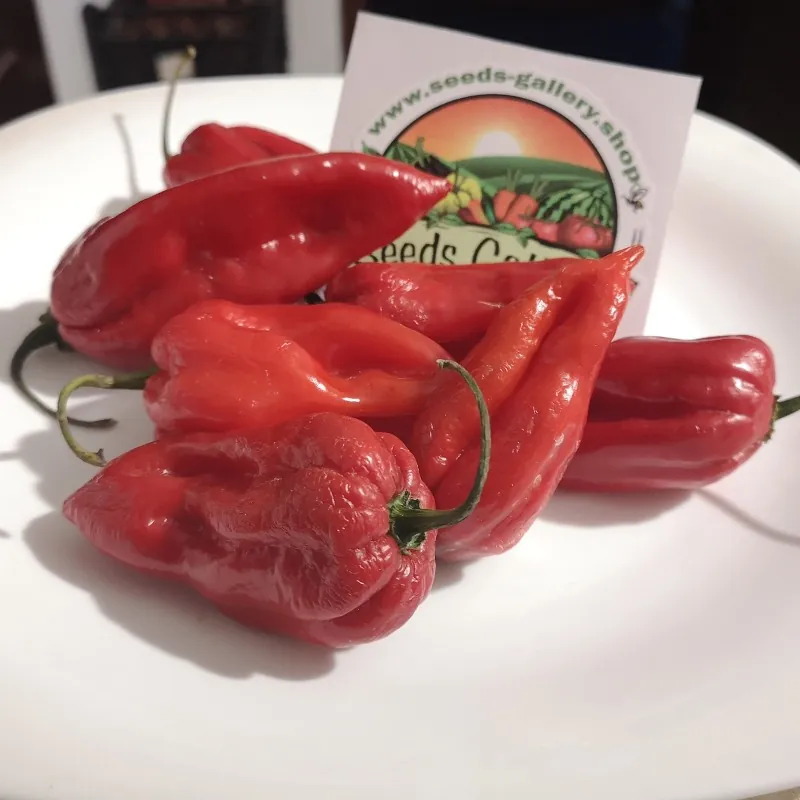 Graines de piment Bhut Jolokia