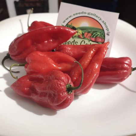 Price: €2.5 - Bhut Jolokia Samen Schärfste Chili der Welt - Seeds Gallery