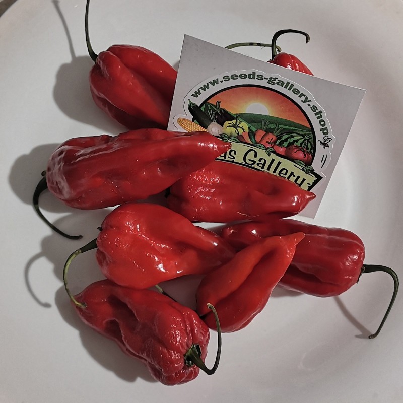 Price: €2.5 - Semillas de chile Bhut Jolokia - Naga Jolokia - Seeds Gallery