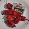 Price: €2.5 - Bhut Jolokia seme najljuca paprika na svetu - Seeds Gallery