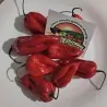 Graines de piment Bhut Jolokia