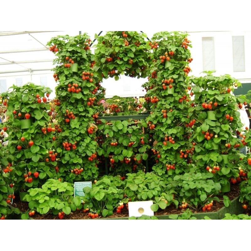 Price: €2.5 - Graines De Fraise Grimpant "Mount Everest" - Seeds Gallery